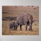 Afrikaanse olifant met Baby Poster (Voorkant)