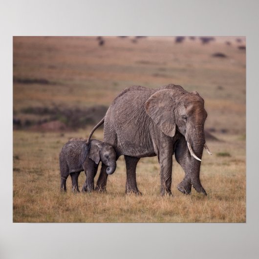 Afrikaanse Olifant met Jong Poster (Voorkant)