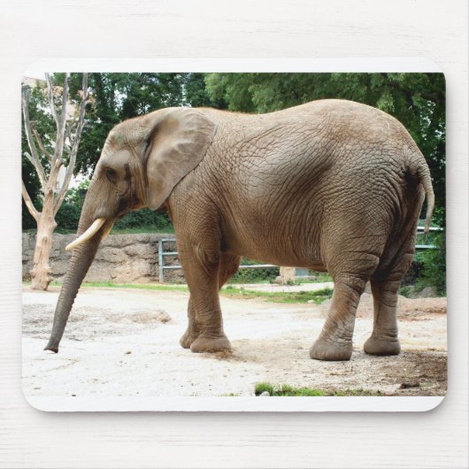Afrikaanse olifant muismat (Voorkant)