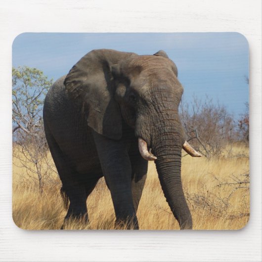 Afrikaanse olifant muismat (Voorkant)