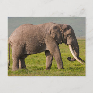 Afrikaanse Olifant, Ngorongoro Conservation Area Briefkaart