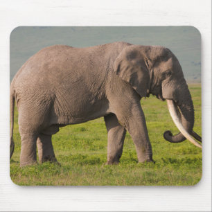 Afrikaanse Olifant, Ngorongoro Conservation Area Muismat