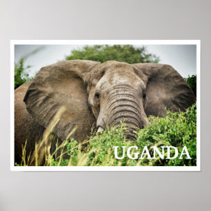 Afrikaanse olifant, Oeganda Poster