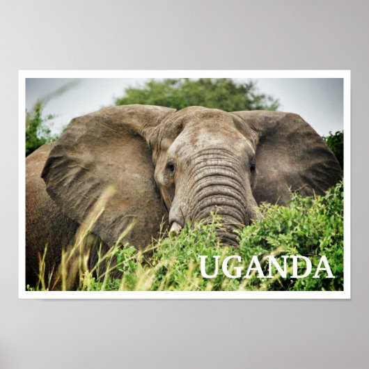 Afrikaanse olifant, Oeganda Poster (Voorkant)