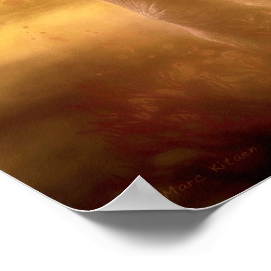 Afrikaanse olifant poster (Hoek)