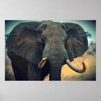 Afrikaanse olifant poster