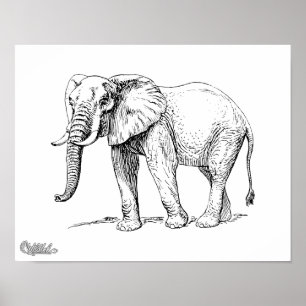 Afrikaanse olifant poster