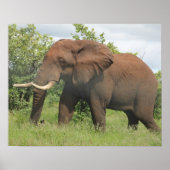 afrikaanse olifant poster (Voorkant)