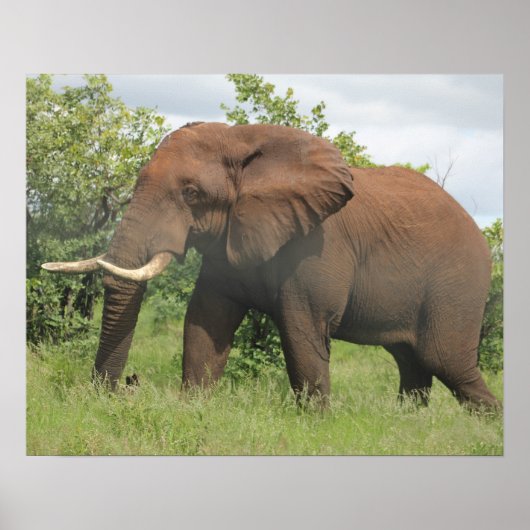 afrikaanse olifant poster (Voorkant)