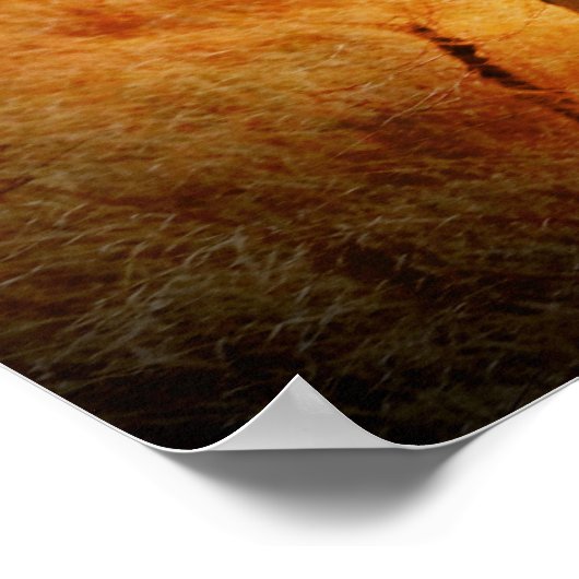 Afrikaanse olifant poster (Hoek)