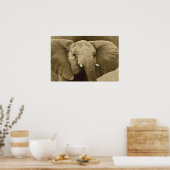 Afrikaanse olifant poster, druk, afbeelding, afbee poster (Keuken)