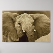 Afrikaanse olifant poster, druk, afbeelding, afbee poster (Voorkant)