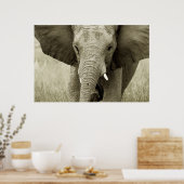 Afrikaanse olifant poster, druk, afbeelding poster (Keuken)