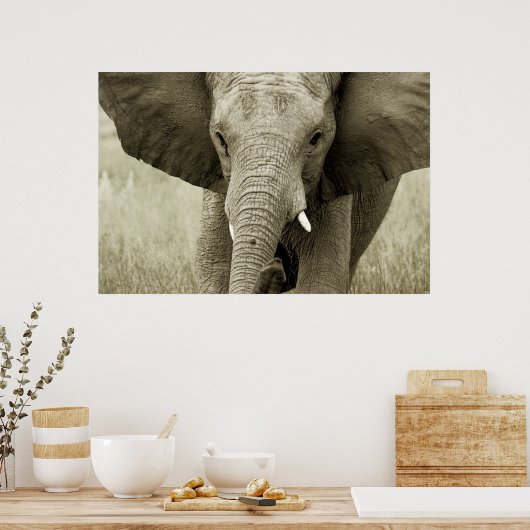 Afrikaanse olifant poster, druk, afbeelding poster (Keuken)
