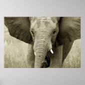 Afrikaanse olifant poster, druk, afbeelding poster (Voorkant)