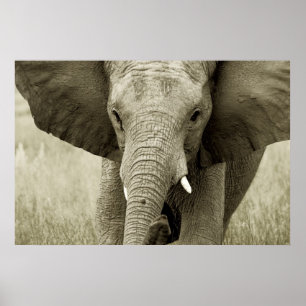 Afrikaanse olifant poster, druk, afbeelding poster