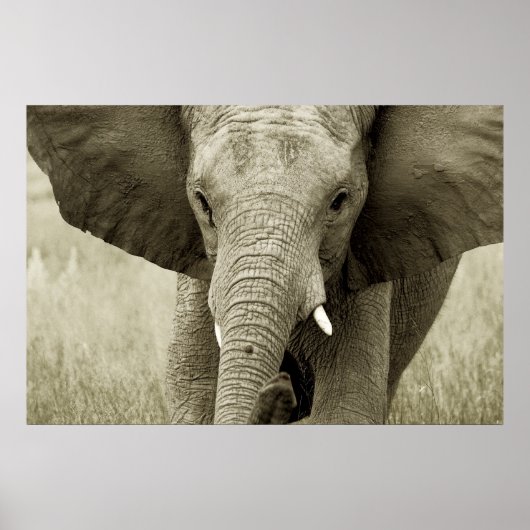 Afrikaanse olifant poster, druk, afbeelding poster (Voorkant)