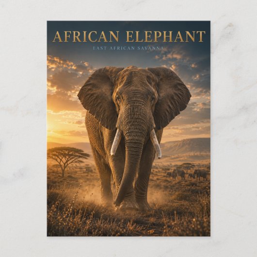 Afrikaanse Olifant Savanne DIEREN Briefkaart (Voorkant)