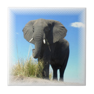 Afrikaanse olifant tegeltje