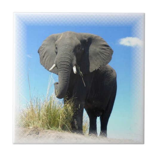 Afrikaanse olifant tegeltje (Voorkant)