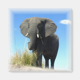Afrikaanse olifant vierkante magneet