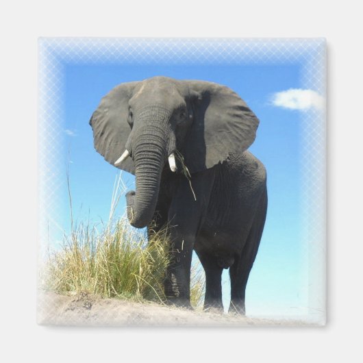 Afrikaanse olifant vierkante magneet (Voorkant)