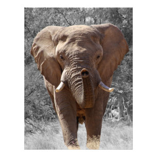 Afrikaanse olifant voor struik foto afdruk