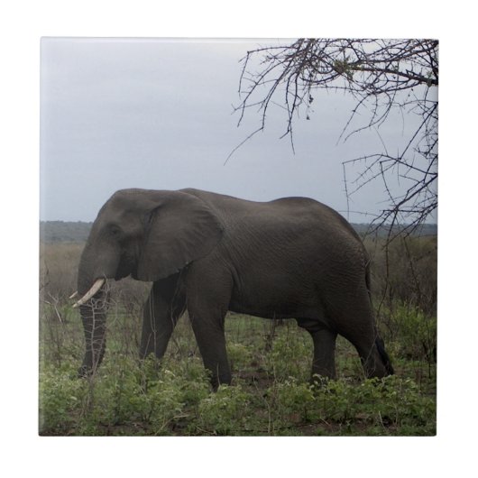 Afrikaanse olifant wilde dieren PhotoTile Tegeltje (Voorkant)