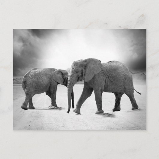 Afrikaanse olifanten briefkaart (Voorkant)