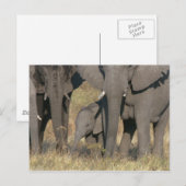 Afrikaanse olifanten briefkaart (Voorkant / Achterkant)