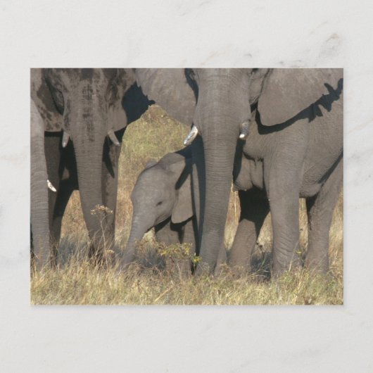 Afrikaanse olifanten briefkaart (Voorkant)