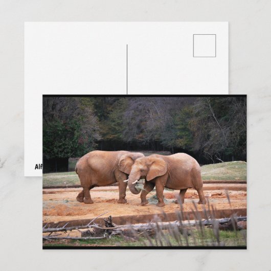 Afrikaanse Olifanten Briefkaart (Voorkant / Achterkant)