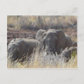 Afrikaanse olifanten briefkaart (Voorkant)