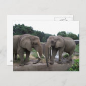 Afrikaanse olifanten briefkaart (Voorkant / Achterkant)