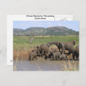 Afrikaanse olifanten briefkaart (Voorkant / Achterkant)