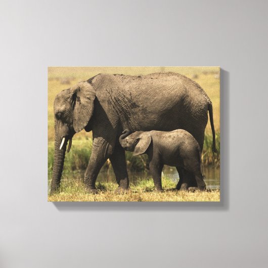 Afrikaanse olifanten canvas afdruk (Voorkant)