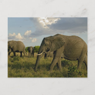 Afrikaanse olifanten grazen, Loxodonta africana, Briefkaart