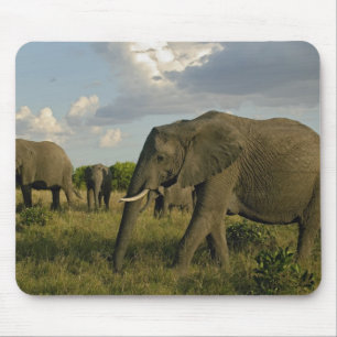 Afrikaanse olifanten grazen, Loxodonta africana, Muismat
