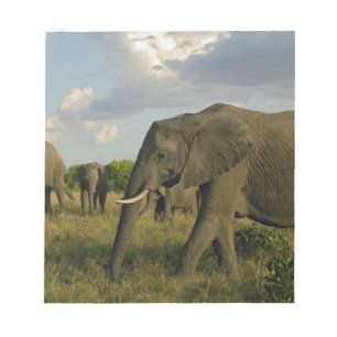 Afrikaanse olifanten grazen, Loxodonta africana, Notitieblok