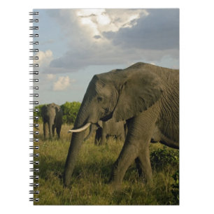 Afrikaanse olifanten grazen, Loxodonta africana, Notitieboek