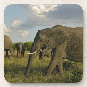 Afrikaanse olifanten grazen, Loxodonta africana, Onderzetter