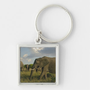 Afrikaanse olifanten grazen, Loxodonta africana, Sleutelhanger