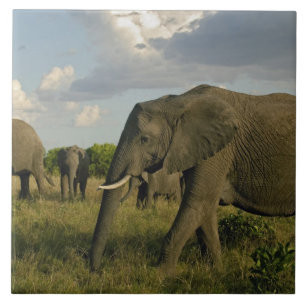 Afrikaanse olifanten grazen, Loxodonta africana, Tegeltje