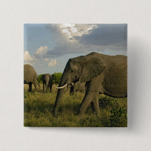 Afrikaanse olifanten grazen, Loxodonta africana, Vierkante Button 5,1 Cm