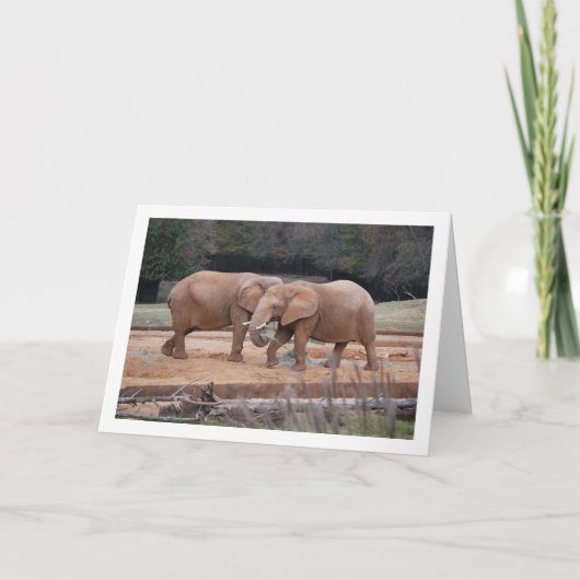 Afrikaanse olifanten kaart (Voorkant)