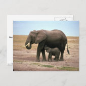 Afrikaanse olifanten - kleine kalveren briefkaart (Voorkant / Achterkant)