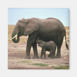 Afrikaanse olifanten - kleine kalveren magneet