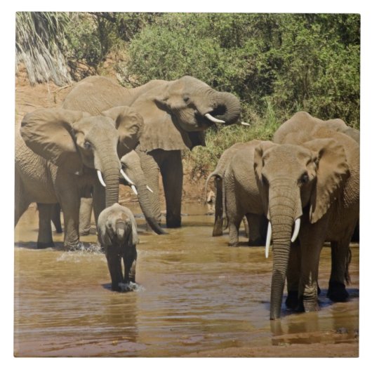 Afrikaanse olifanten, Loxodonta Afriana, Samburu Tegeltje (Voorkant)