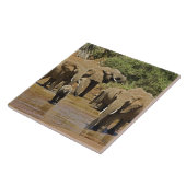 Afrikaanse olifanten, Loxodonta Afriana, Samburu Tegeltje (Zijkant)