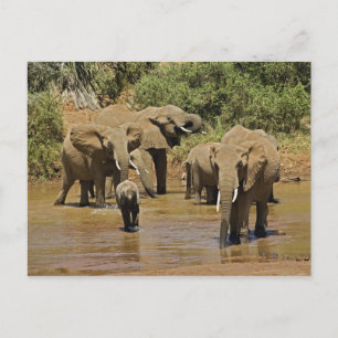 Afrikaanse Olifanten, Loxodonta Africana, Samburu Briefkaart